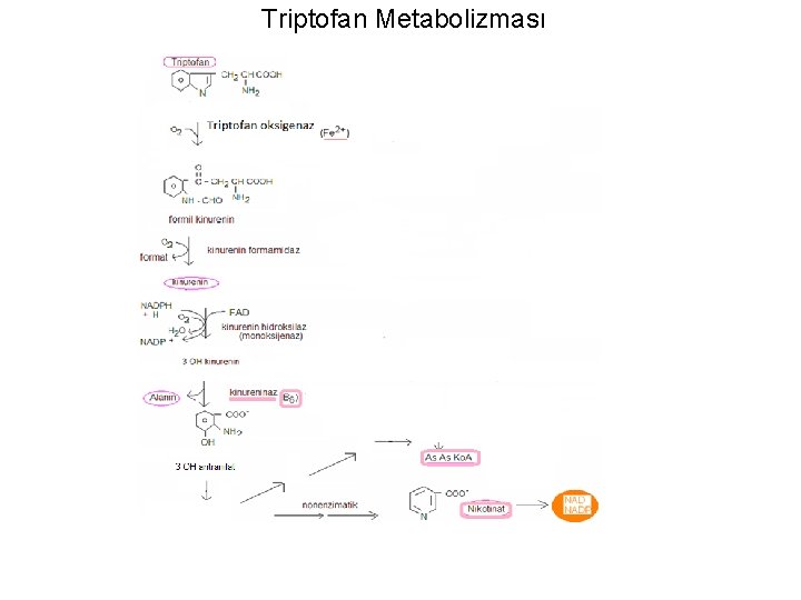 Triptofan Metabolizması 