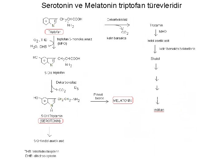 Serotonin ve Melatonin triptofan türevleridir 