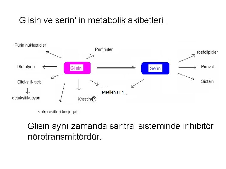 Glisin ve serin’ in metabolik akibetleri : • Glisin aynı zamanda santral sisteminde inhibitör