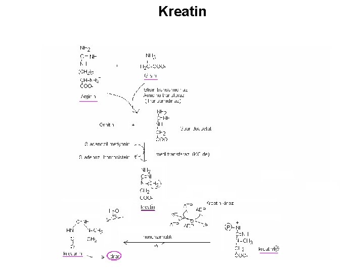 Kreatin 