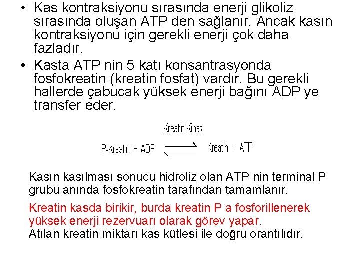  • Kas kontraksiyonu sırasında enerji glikoliz sırasında oluşan ATP den sağlanır. Ancak kasın