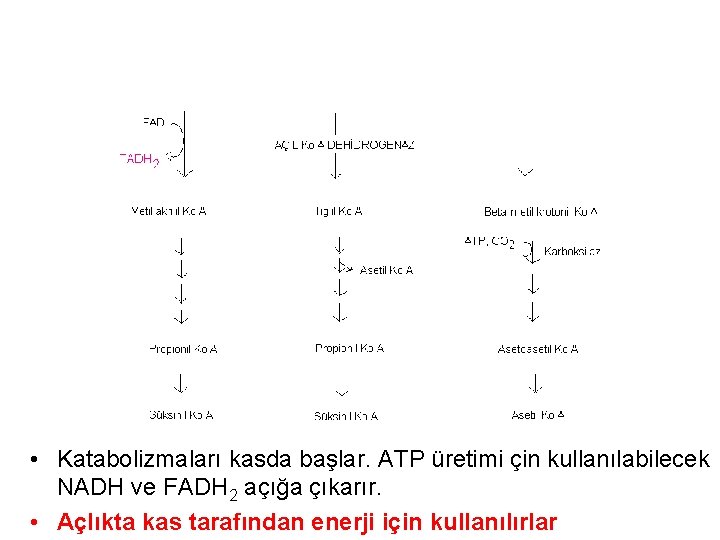  • Katabolizmaları kasda başlar. ATP üretimi çin kullanılabilecek NADH ve FADH 2 açığa