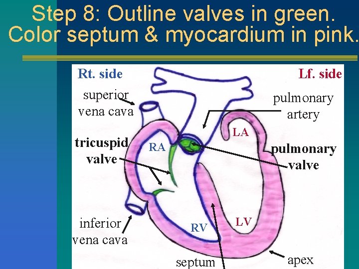 Step 8: Outline valves in green. Color septum & myocardium in pink. Rt. side