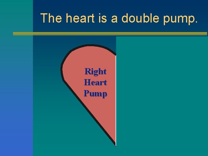 The heart is a double pump. Right Heart Pump Left Heart Pump 