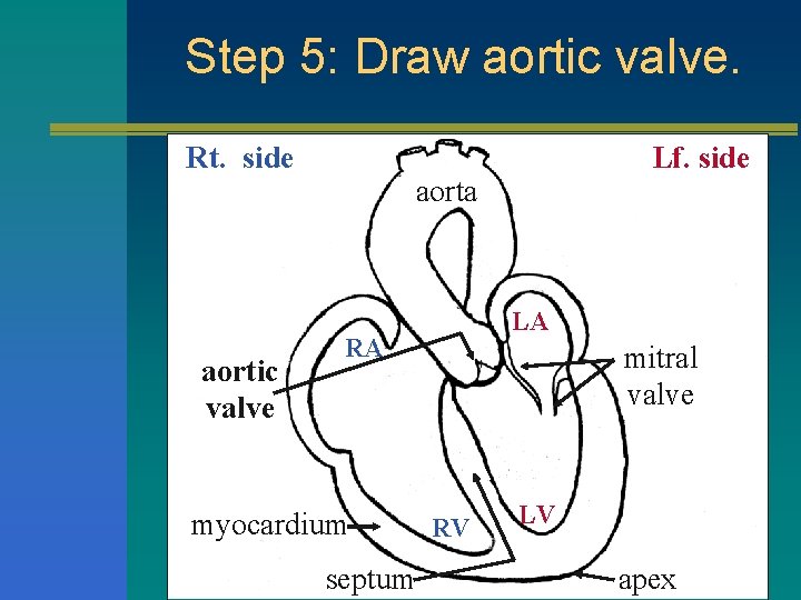 Step 5: Draw aortic valve. Rt. side aortic valve Lf. side aorta LA RA