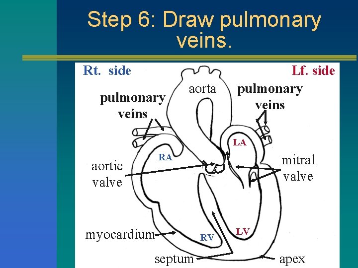 Step 6: Draw pulmonary veins. Rt. side pulmonary veins aorta Lf. side pulmonary veins