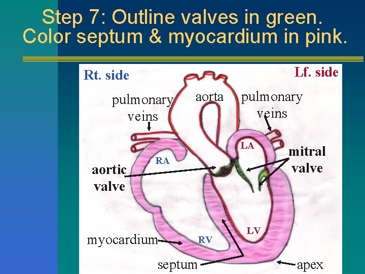 Step 7: Outline valves in green. Color septum & myocardium in pink. Lf. side