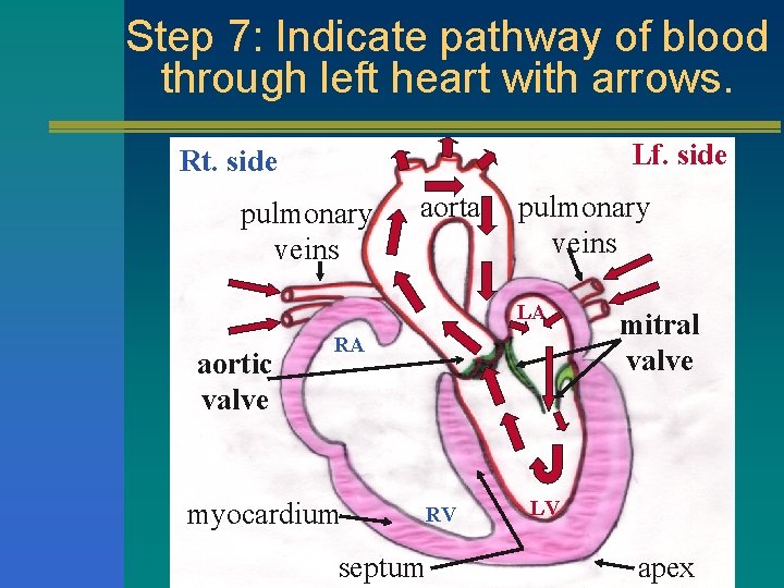 Step 7: Indicate pathway of blood through left heart with arrows. Lf. side Rt.