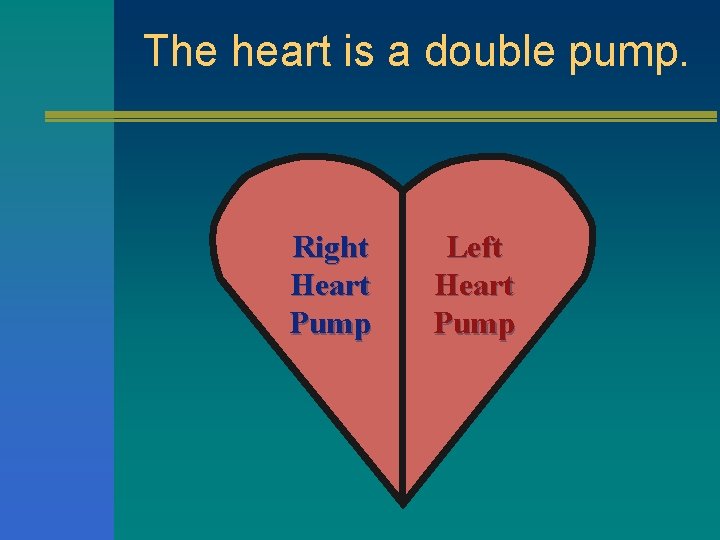 The heart is a double pump. Right Heart Pump Left Heart Pump 