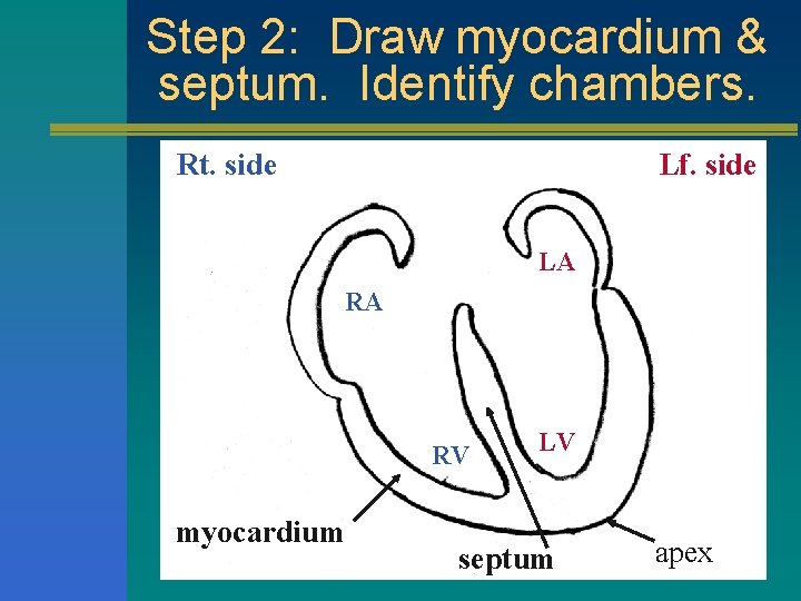 Step 2: Draw myocardium & septum. Identify chambers. Rt. side Lf. side LA RA