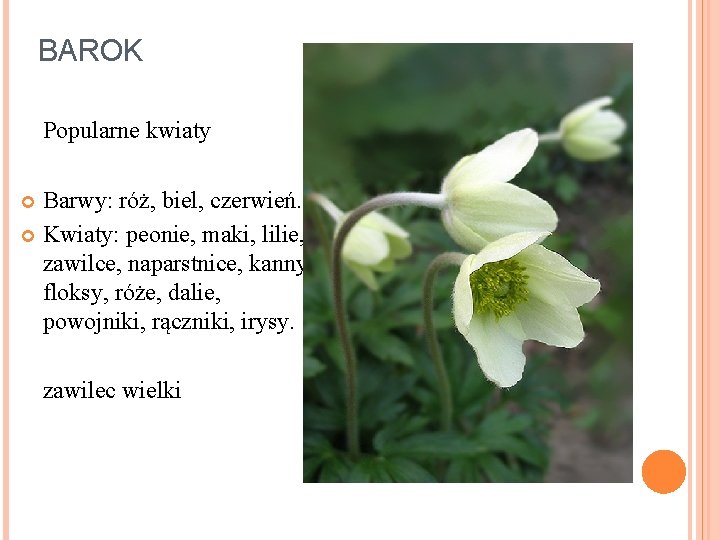 BAROK Popularne kwiaty Barwy: róż, biel, czerwień. Kwiaty: peonie, maki, lilie, zawilce, naparstnice, kanny,