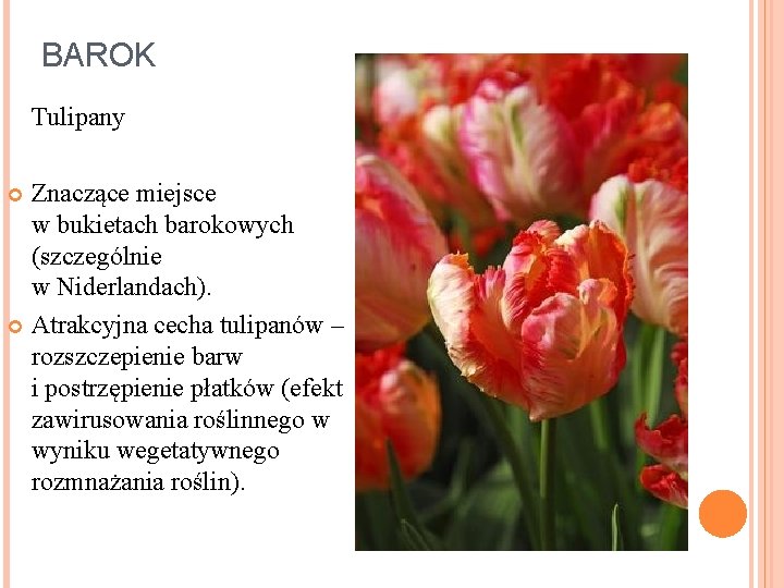 BAROK Tulipany Znaczące miejsce w bukietach barokowych (szczególnie w Niderlandach). Atrakcyjna cecha tulipanów –