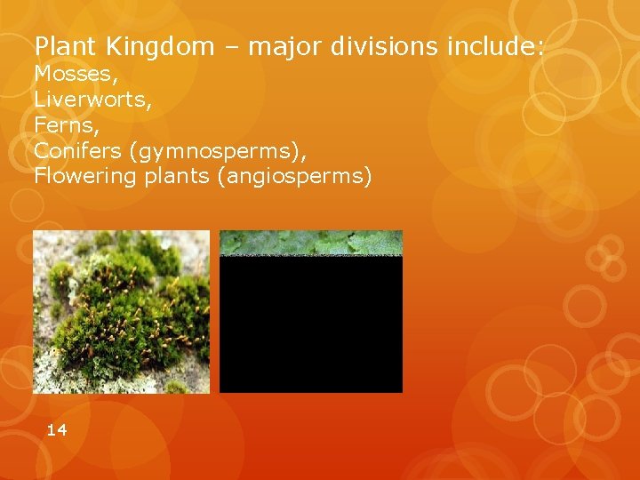 Plant Kingdom – major divisions include: Mosses, Liverworts, Ferns, Conifers (gymnosperms), Flowering plants (angiosperms)