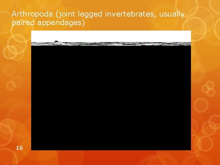 Arthropoda (joint legged invertebrates, usually paired appendages) 16 