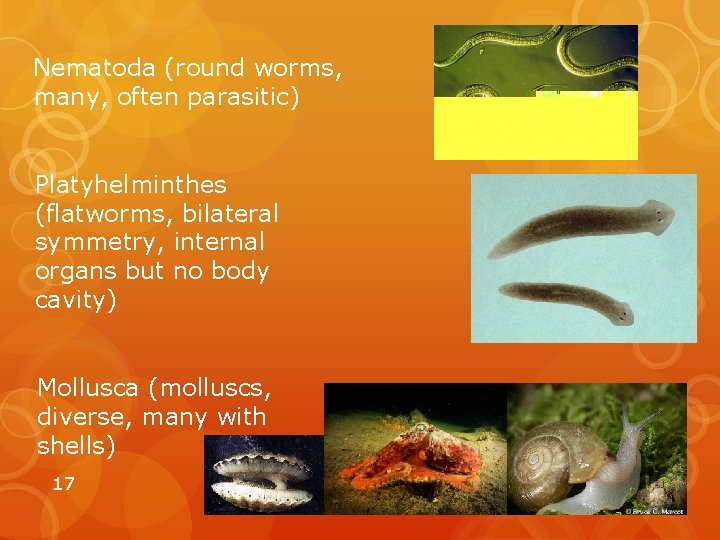 Nematoda (round worms, many, often parasitic) Platyhelminthes (flatworms, bilateral symmetry, internal organs but no