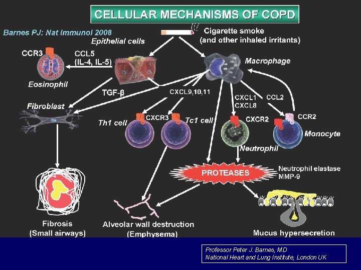 Professor Peter J. Barnes, MD National Heart and Lung Institute, London UK 