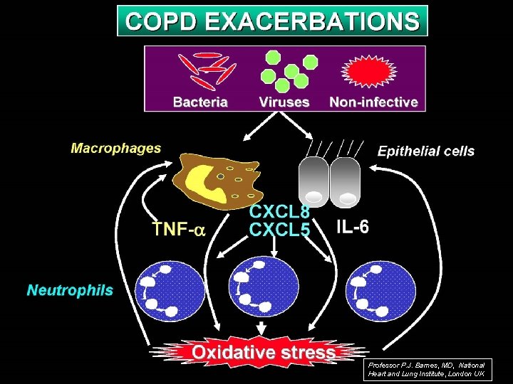 Professor P. J. Barnes, MD, National Heart and Lung Institute, London UK 