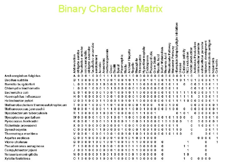 Binary Character Matrix 