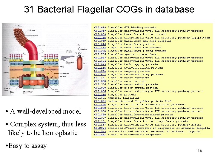 31 Bacterial Flagellar COGs in database • A well-developed model • Complex system, thus