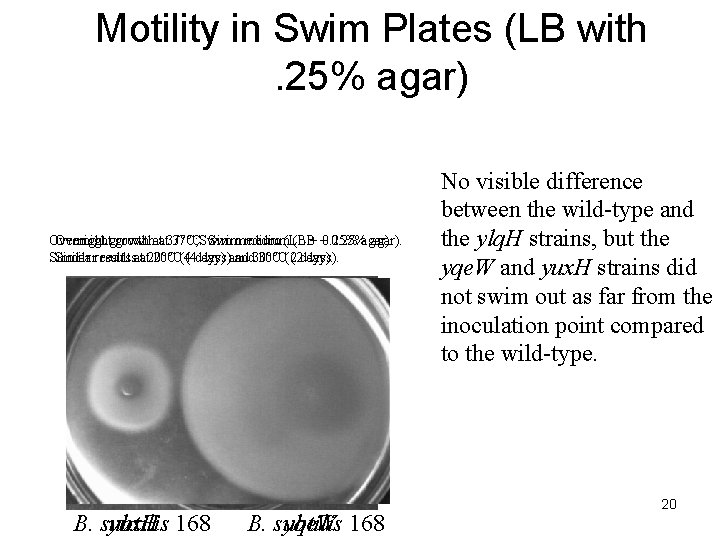 Motility in Swim Plates (LB with. 25% agar) Overnightgrowthatat 37°C; Swim 37°C. Swimmedium(LB (LB+