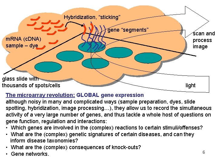 Hybridization, “sticking” gene “segments” m. RNA (c. DNA) sample – dye glass slide with