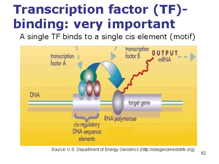 Transcription factor (TF)binding: very important A single TF binds to a single cis element