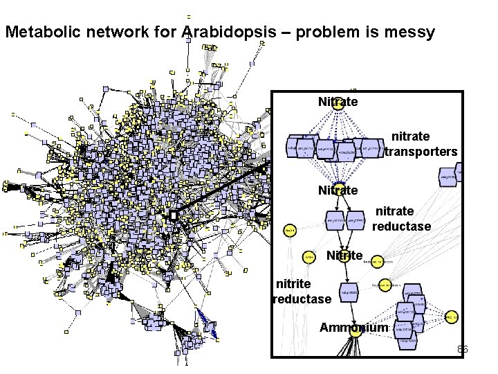 Metabolic network for Arabidopsis – problem is messy Nitrate nitrate transporters Nitrate nitrate reductase