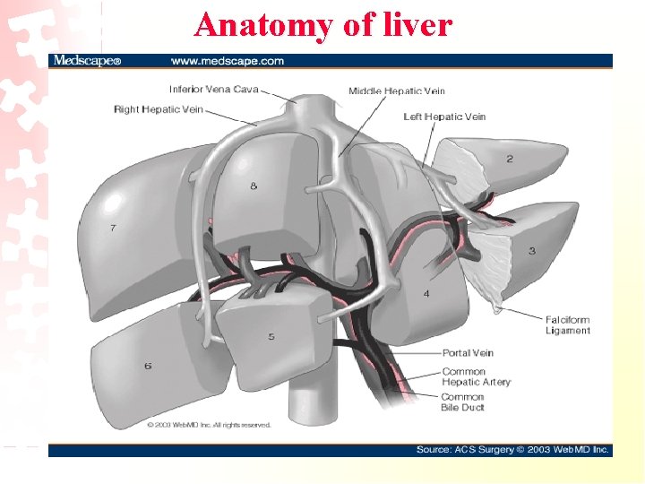 Anatomy of liver 