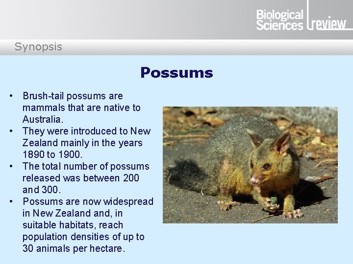 Synopsis Possums • Brush-tail possums are mammals that are native to Australia. • They