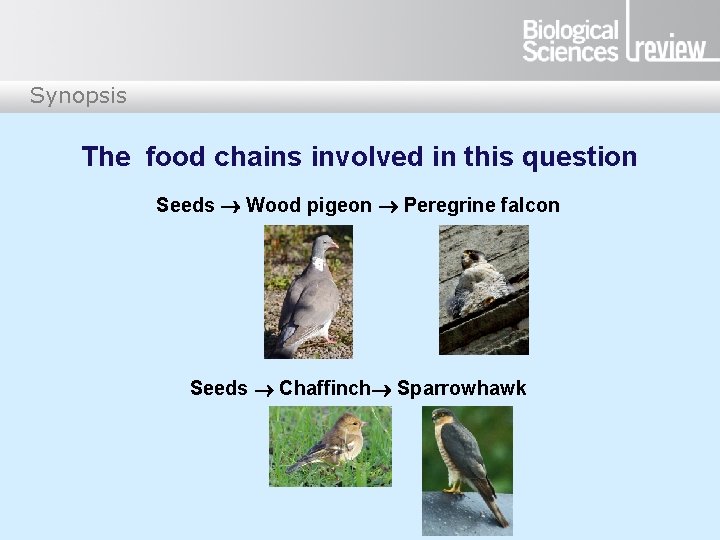 Synopsis The food chains involved in this question Seeds Wood pigeon Peregrine falcon Seeds