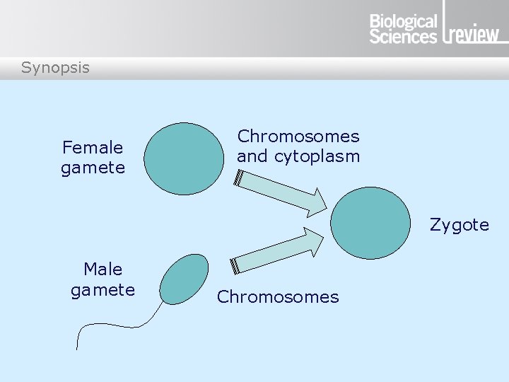 Synopsis Female gamete Chromosomes and cytoplasm Zygote Male gamete Chromosomes 