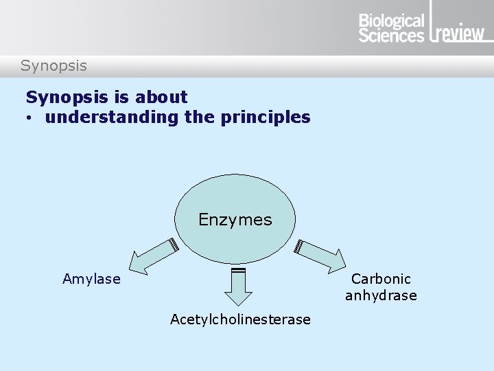 Synopsis is about • understanding the principles Enzymes Amylase Carbonic anhydrase Acetylcholinesterase 