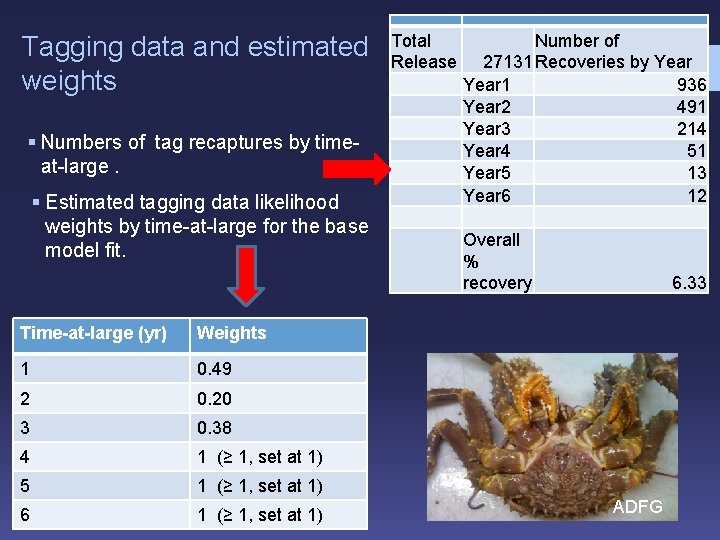 Tagging data and estimated weights § Numbers of tag recaptures by timeat-large. § Estimated