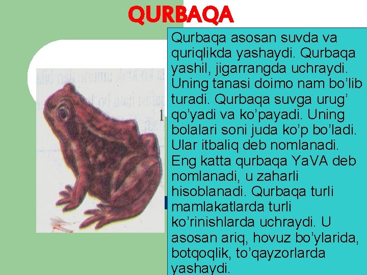 QURBAQA Qurbaqa asosan suvda va quriqlikda yashaydi. Qurbaqa yashil, jigarrangda uchraydi. Uning tanasi doimo