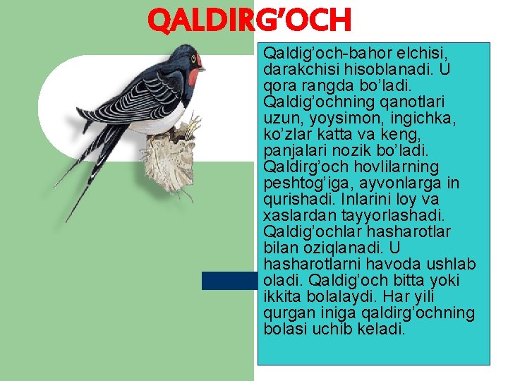 QALDIRG’OCH Qaldig’och-bahor elchisi, darakchisi hisoblanadi. U qora rangda bo’ladi. Qaldig’ochning qanotlari uzun, yoysimon, ingichka,