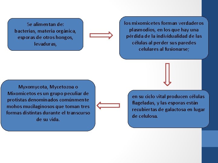 Se alimentan de: bacterias, materia orgánica, esporas de otros hongos, levaduras, Myxomycota, Mycetozoa o