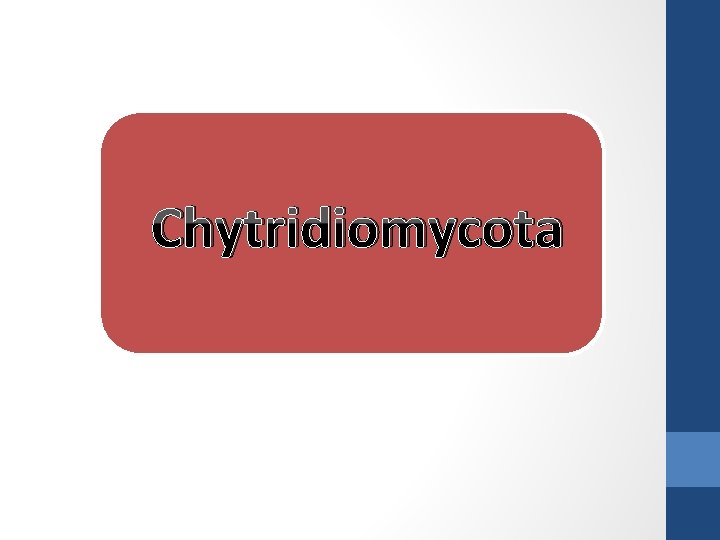 Chytridiomycota 