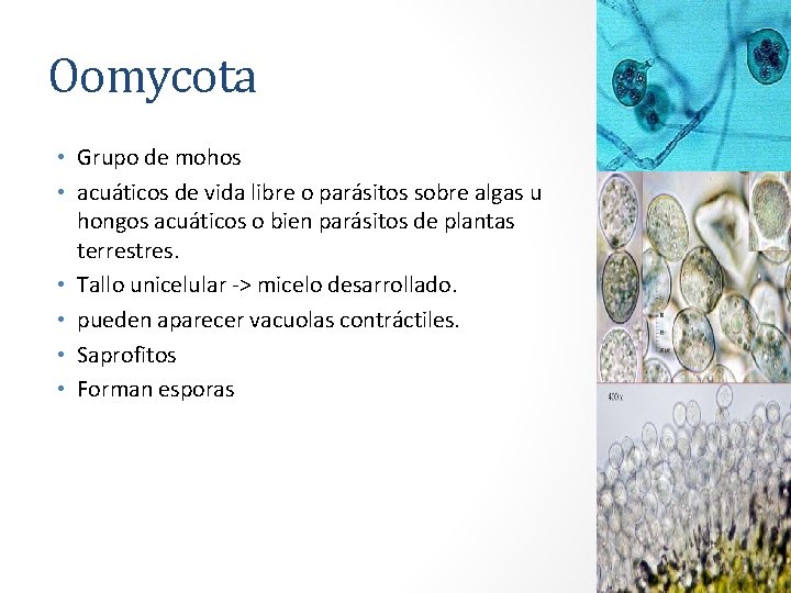 Oomycota • Grupo de mohos • acuáticos de vida libre o parásitos sobre algas