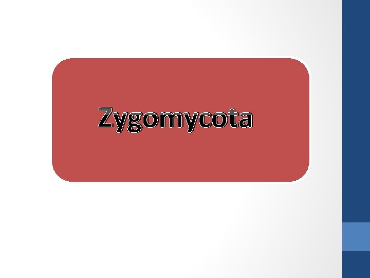 Zygomycota 