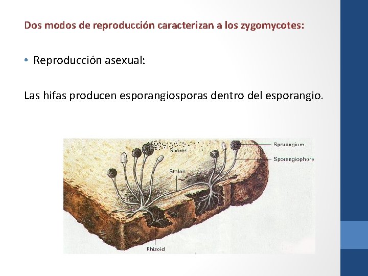Dos modos de reproducción caracterizan a los zygomycotes: • Reproducción asexual: Las hifas producen