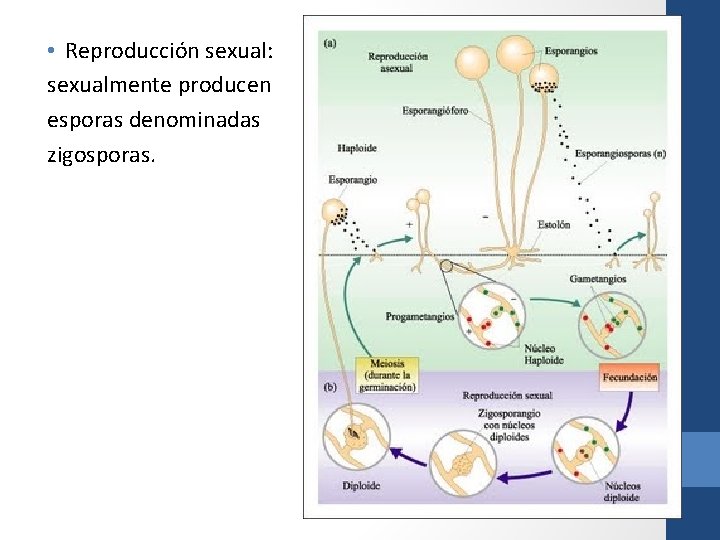  • Reproducción sexual: sexualmente producen esporas denominadas zigosporas. 