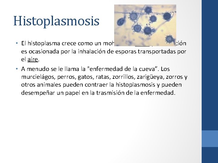 Histoplasmosis • El histoplasma crece como un moho en el suelo y la infección