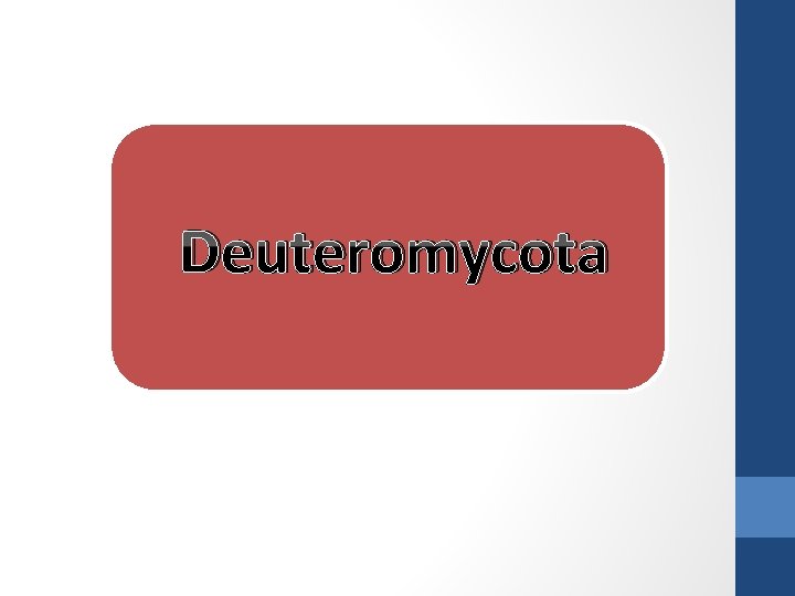 Deuteromycota 