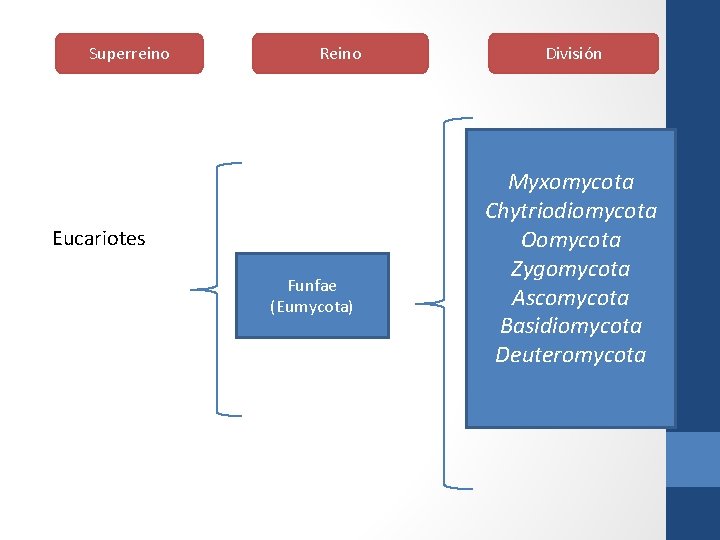 Superreino Reino Eucariotes Funfae (Eumycota) División Myxomycota Chytriodiomycota Oomycota Zygomycota Ascomycota Basidiomycota Deuteromycota 