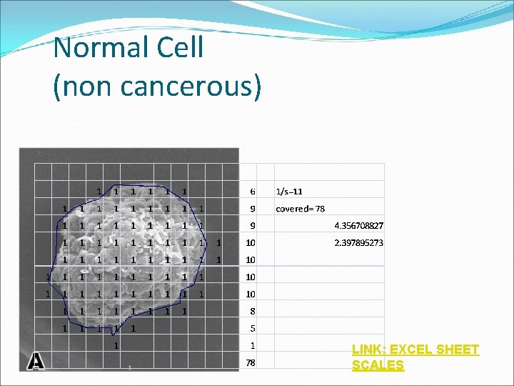 Normal Cell (non cancerous) LINK: EXCEL SHEET SCALES 