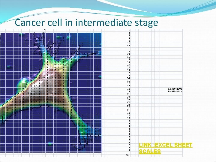 Cancer cell in intermediate stage LINK : EXCEL SHEET SCALES 