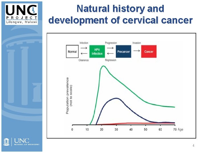 Natural history and development of cervical cancer 4 