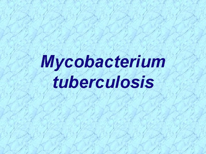 Mycobacterium tuberculosis 