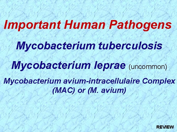 Important Human Pathogens Mycobacterium tuberculosis Mycobacterium leprae (uncommon) Mycobacterium avium-intracellulaire Complex (MAC) or (M.