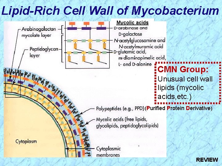 Lipid-Rich Cell Wall of Mycobacterium Mycolic acids CMN Group: Unusual cell wall lipids (mycolic